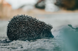 獾猪：神奇的地下生物